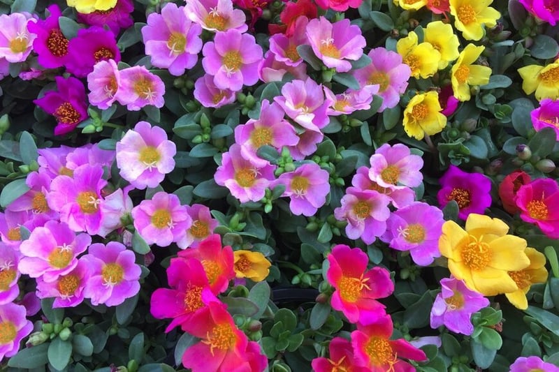 ぷっくりとした肉厚の花と葉が可愛らしい「ポーチュラカ」