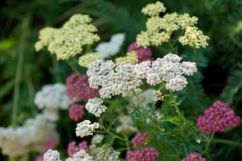 キク科の多年草アキレアの花。色は白、赤、黄色。
