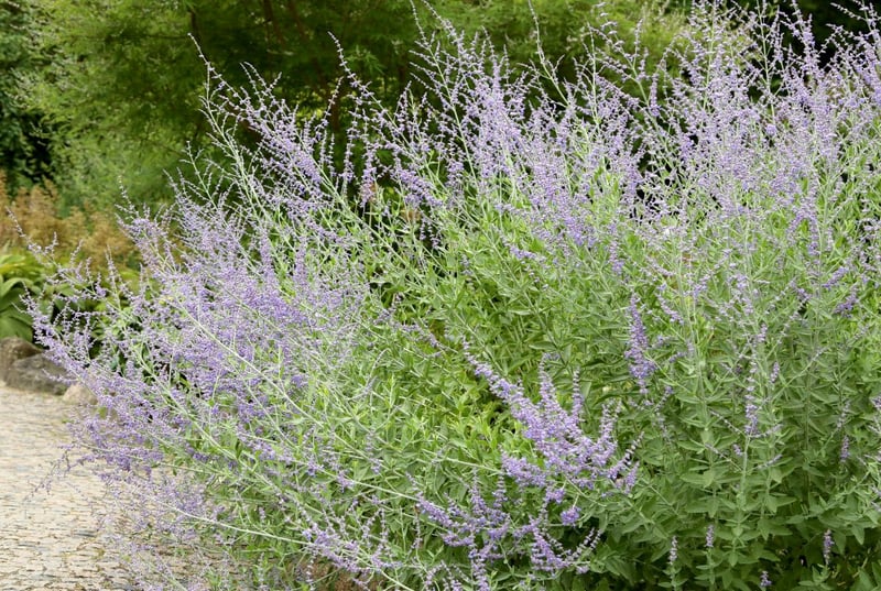 紫の花から清涼感のある香りが漂う「ロシアンセージ」