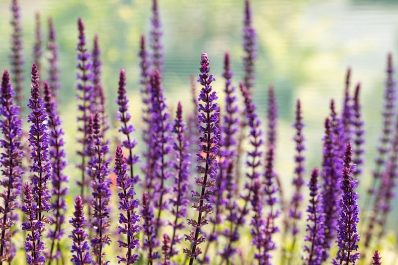 紫色の花を咲かせている、サルビア・ネモローサ