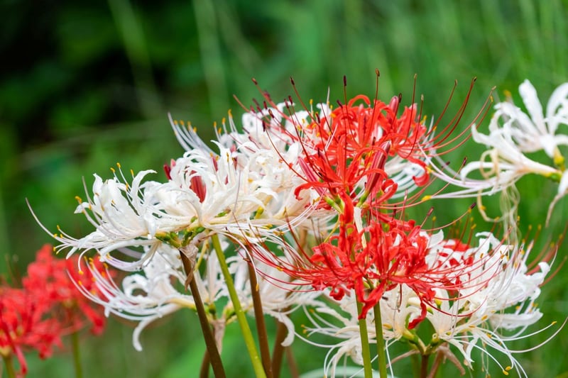 赤と白のリコリスの花