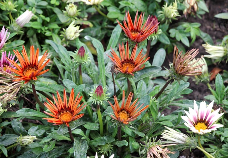 乾燥に強く、色鮮やかでエネルギッシュな花が咲く「ガザニア」