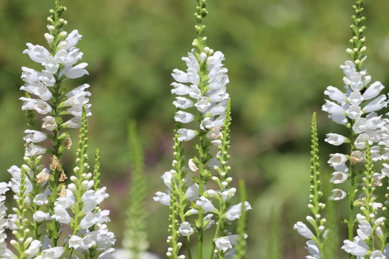 スッと立ち上がる花穂が涼やかな「ハナトラノオ」