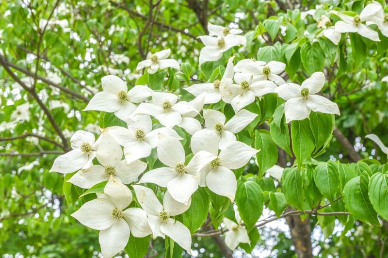 白い花を咲かせている、ヤマボウシ