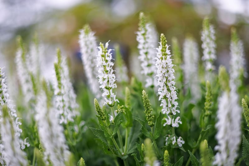 まっすぐ伸びる花穂がスタイリッシュな「サルビア・ネモローサ」