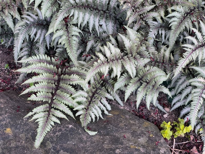 ワインカラーの茎に、シルバーの葉が映える「ニシキシダ」