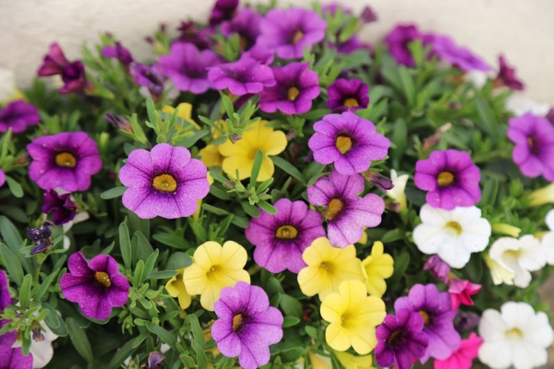 紫、黄色、白の花を咲かせているカリブラコア