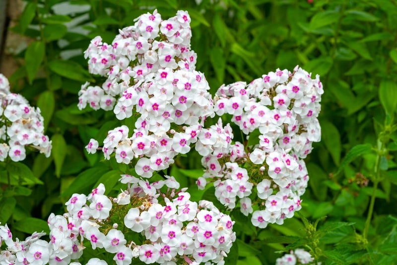 花の中央がピンクの白い花を咲かせている、宿根フロックス