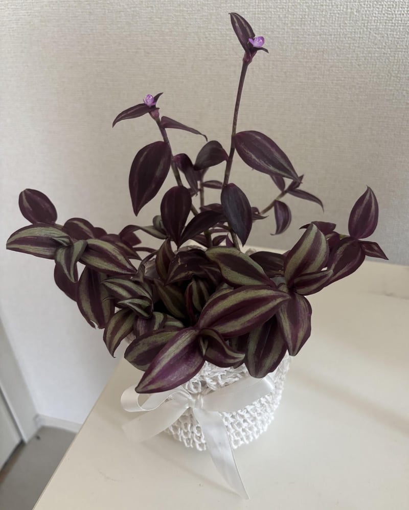 4月頃に撮影した我が家の「トラデスカンチア」。100円ショップで330円で購入した株にホワイトの鉢カバーを合わせました。