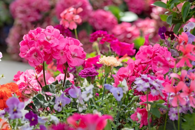 背の高いゼラニウム（多年草）を中心に、足元を小花で彩ったバランスの良い寄せ植え