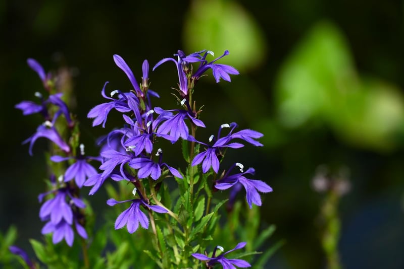 縦に伸びる青紫の花穂がナチュラルな「サワギキョウ」