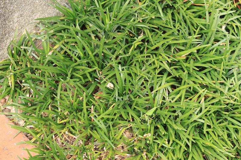踏みつけに強く、和にも洋にもなじむ「タマリュウ」