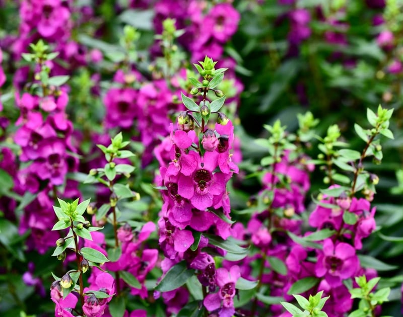 半日蔭でも咲き、すっと伸びる花穂が涼やかな「アンゲロニア」