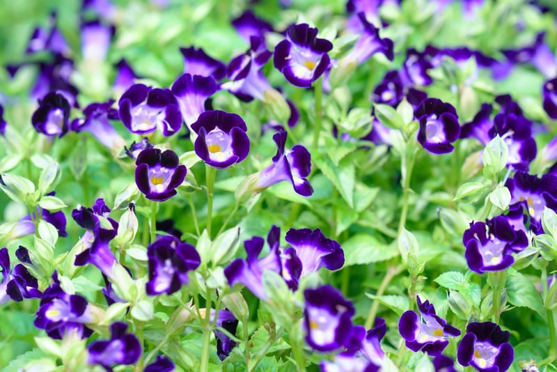 暑さや湿気に強く、涼しげな花色が上品な「トレニア」