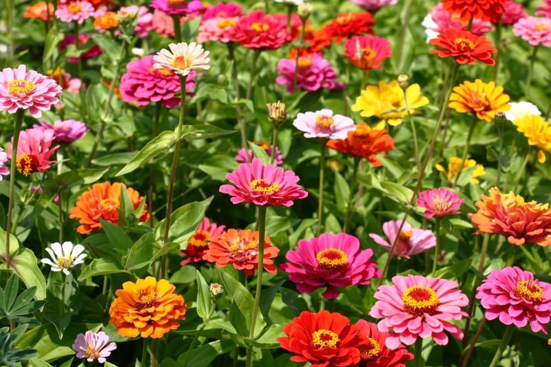 ジニアの花が咲いている。色は赤、ピンク、黄色。