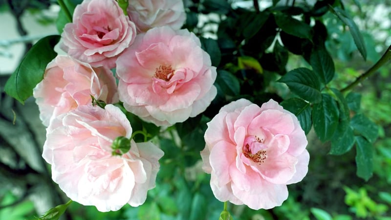 花付きがよく、淡いピンクの花が可憐な「ボニカ ’82」