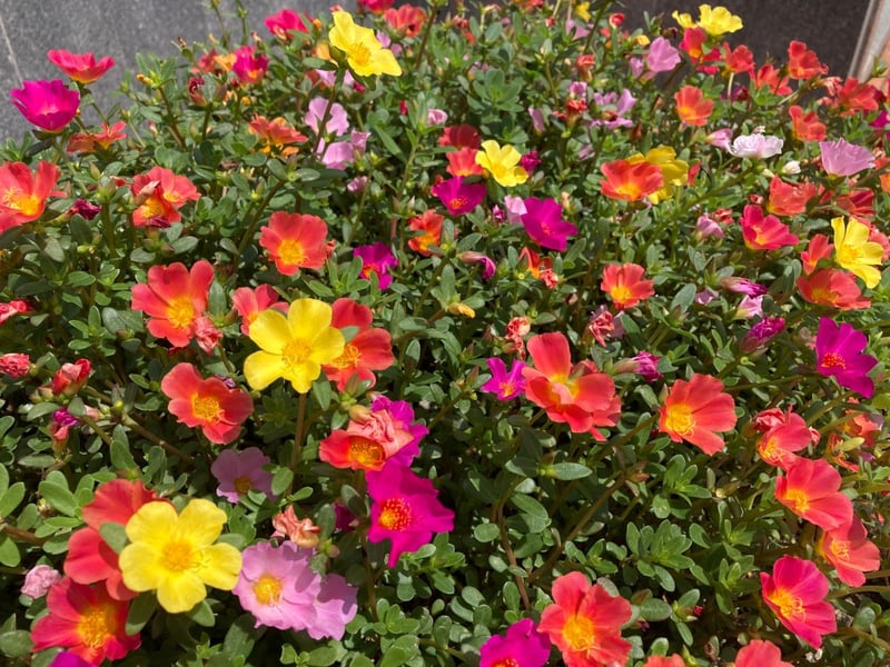 肉厚の葉と、色とりどりの花がキュートな「ポーチュラカ」