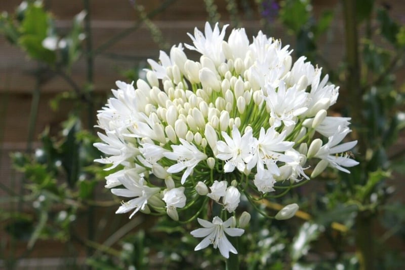 アガパンサス（白花種）