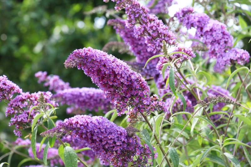 紫色のブッドレアの花々