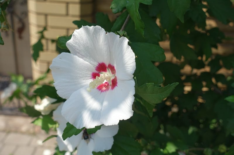 白い花を咲かせている、ムクゲ。花の中央は赤