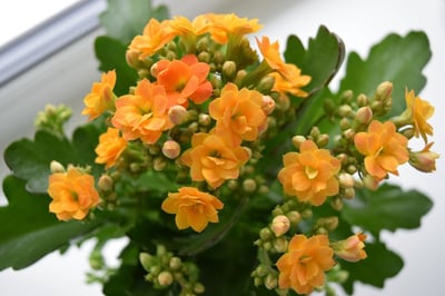 カランコエ（花）