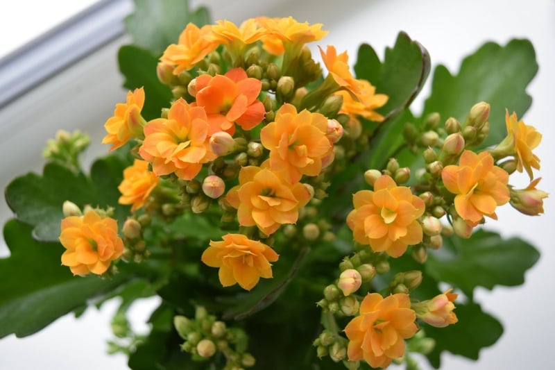 カランコエ（花）