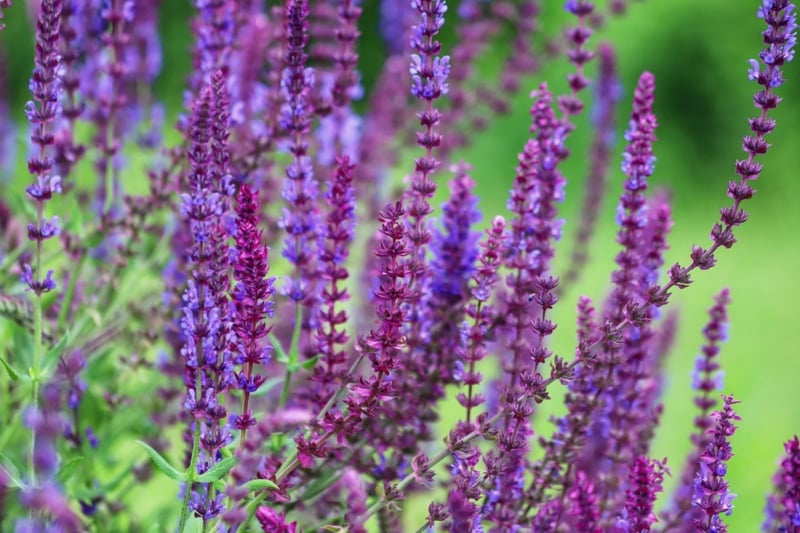 紫色のサルビア・ネモローサの花