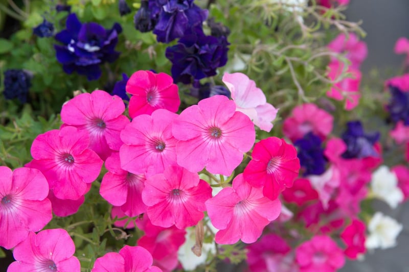 カラバリ豊富で、夏の庭を華やかに彩る「ペチュニア」