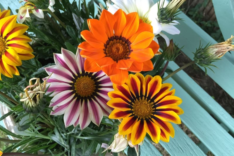 多年草ガザニアの花