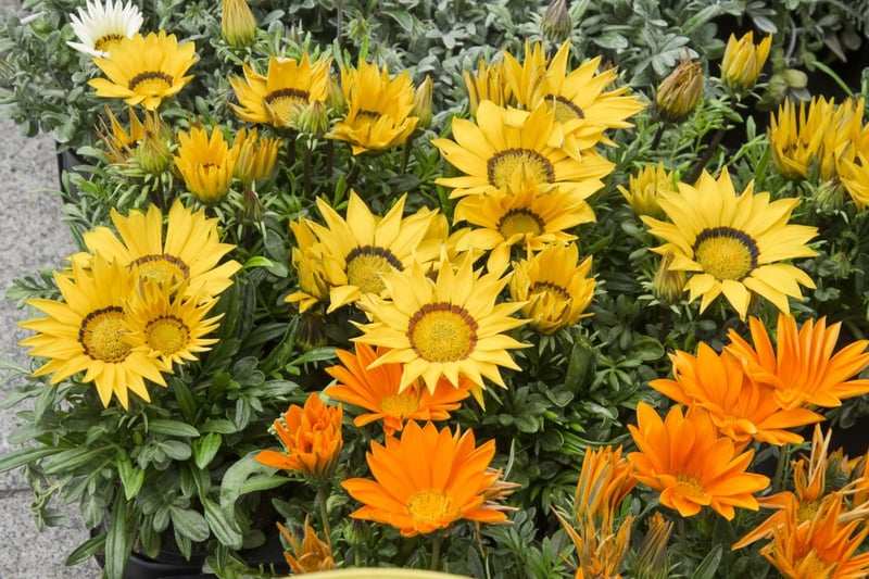 夏の花壇をエネルギッシュに彩る「ガザニア」