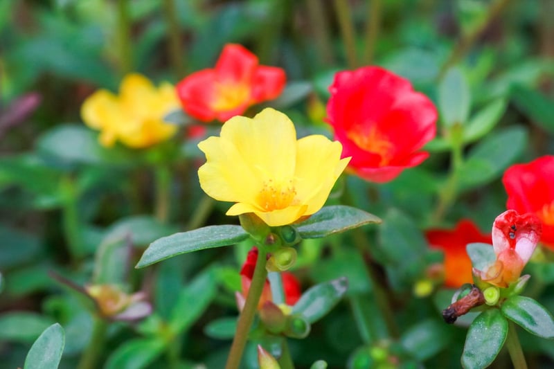 ポーチュラカの花