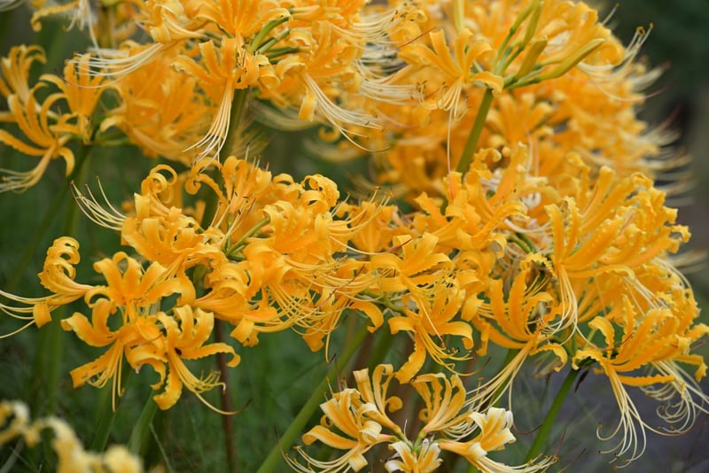 カラバリ豊富で、大輪の花がダイナミックな「リコリス」