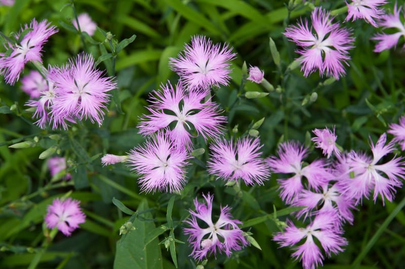 切れ込みのある繊細な花弁が美しい「カワラナデシコ」