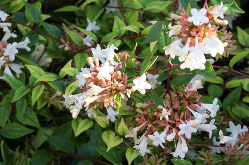 樹形を整えやすく、ベル型の花がかわいらしい「アベリア」