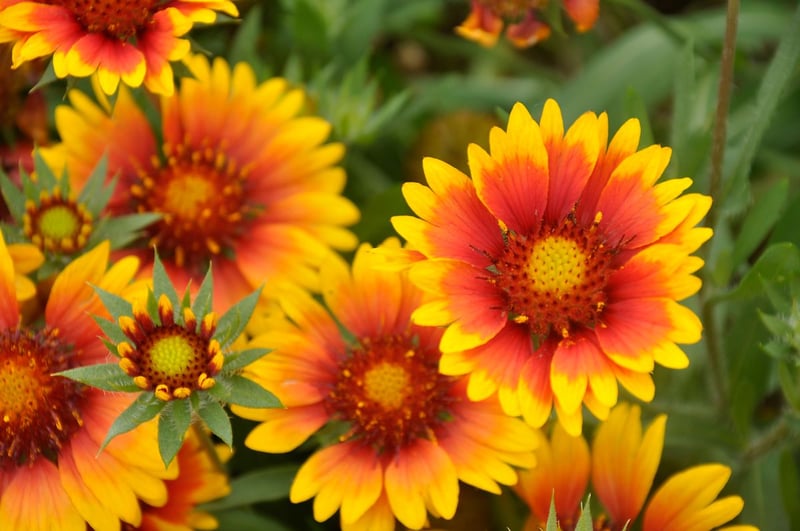 赤やオレンジの花が鮮やかで、初心者にも育てやすい「ガイラルディア」