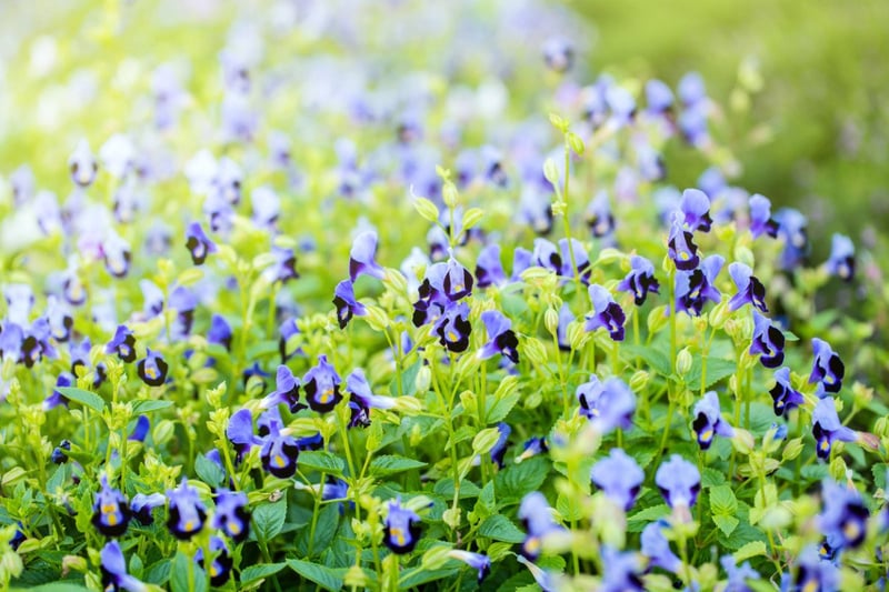 トレニアの花。色は青と紫