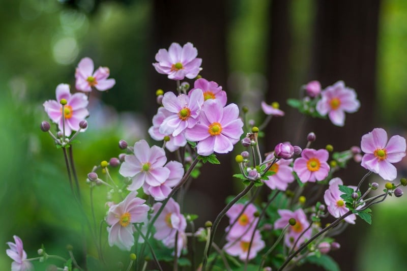 秋に野趣あふれる花を咲かせる多年草「シュウメイギク」