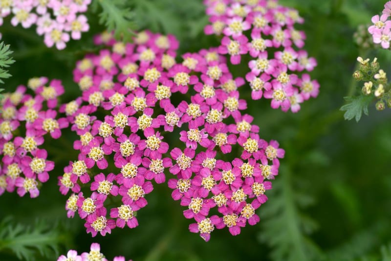 濃いピンク色のアキレアの花
