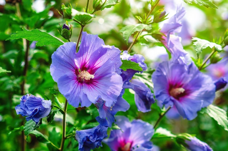 紫色の花を咲かせている、ムクゲ
