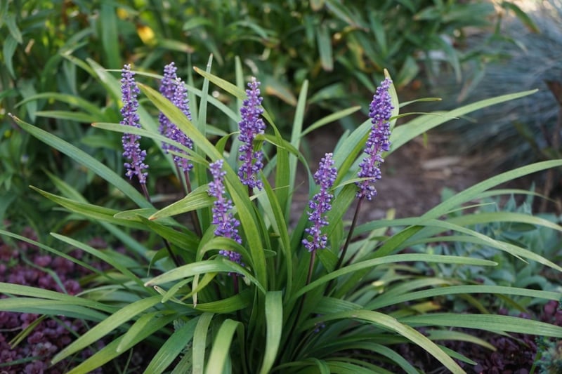 紫色の花を咲かせているリリオペ