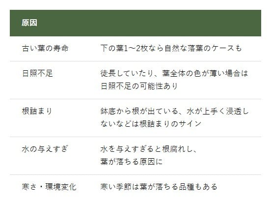 観葉植物の葉が黄色くなる主な原因