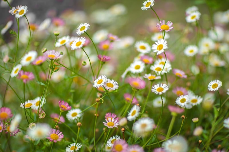 エリゲロンの花