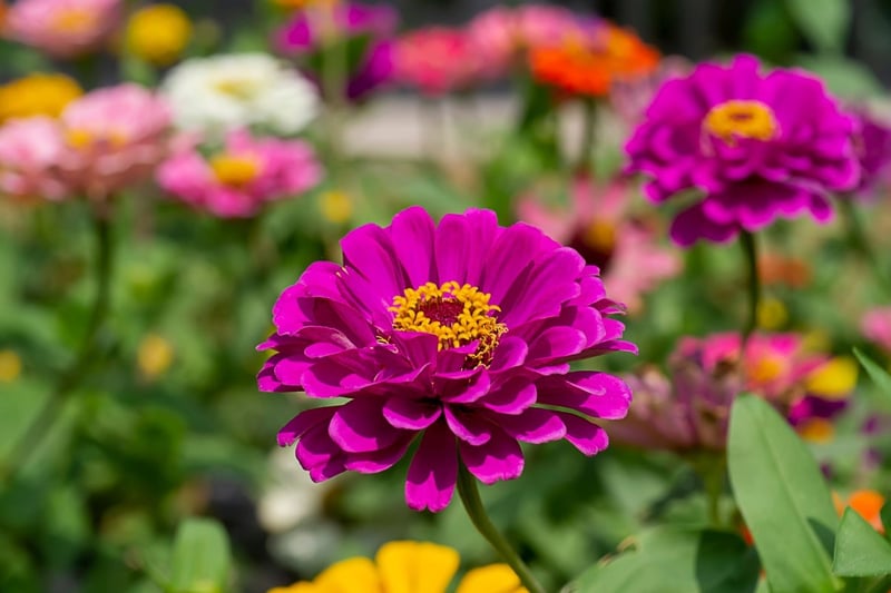 ジニアの花が美しい