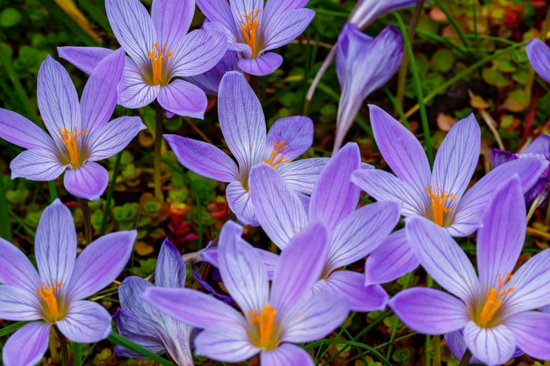 紫の花が愛らしく、雌しべが料理のスパイスにも使われる「サフラン」