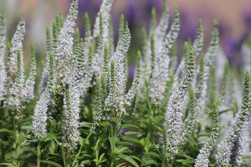 開花期が長く、縦に伸びる花穂が涼しげな「ベロニカ」