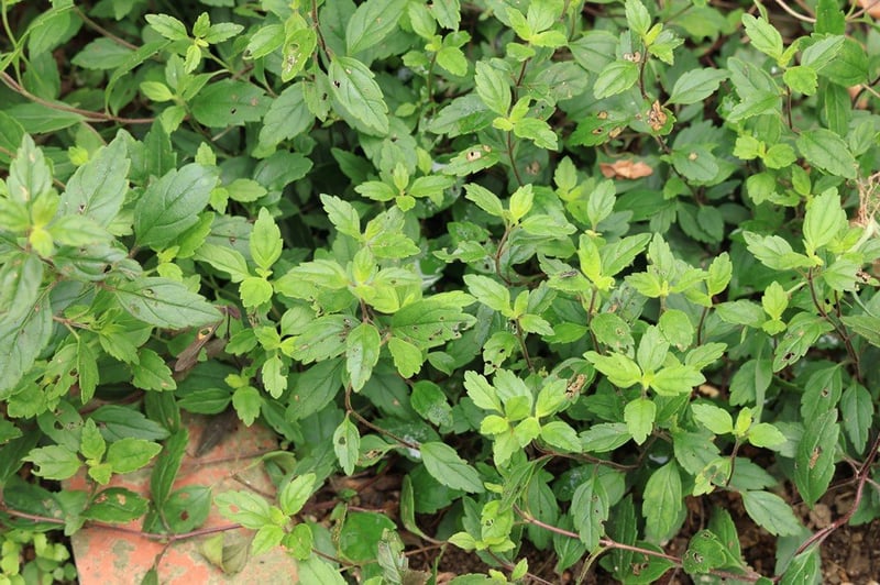 青紫の花と、ブロンズ色に染まる葉がシックな「ベロニカ・オックスフォードブルー」