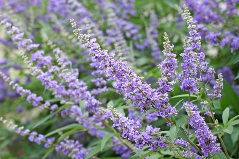 うす紫色の花を咲かせている、セイヨウニンジンボク