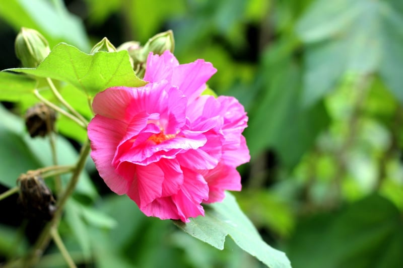 ピンクの八重咲きの花を咲かせている、フヨウ