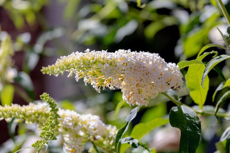 ブッドレアの花。色は白