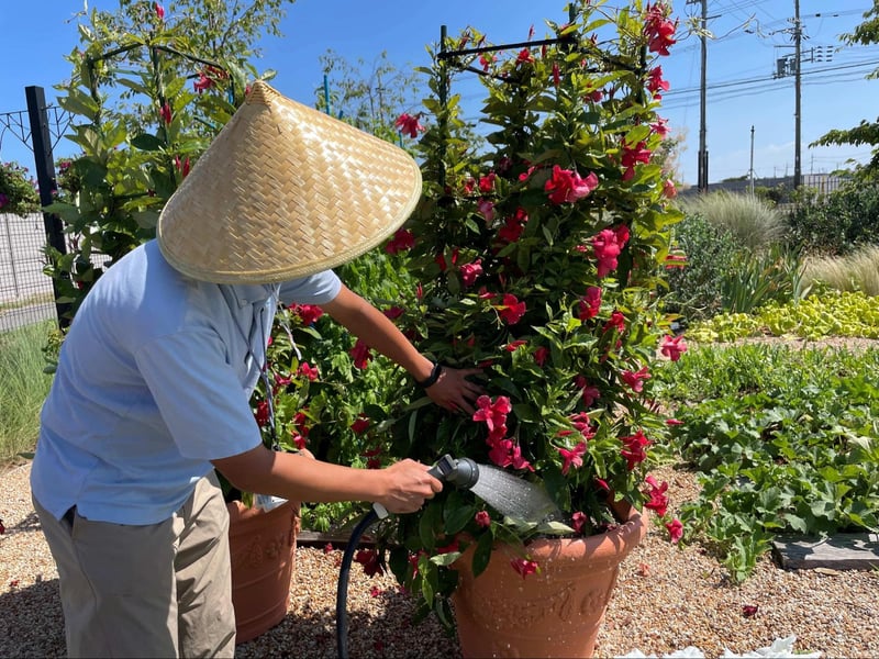 鉢植えの株元にたっぷりと水を与える友松さん